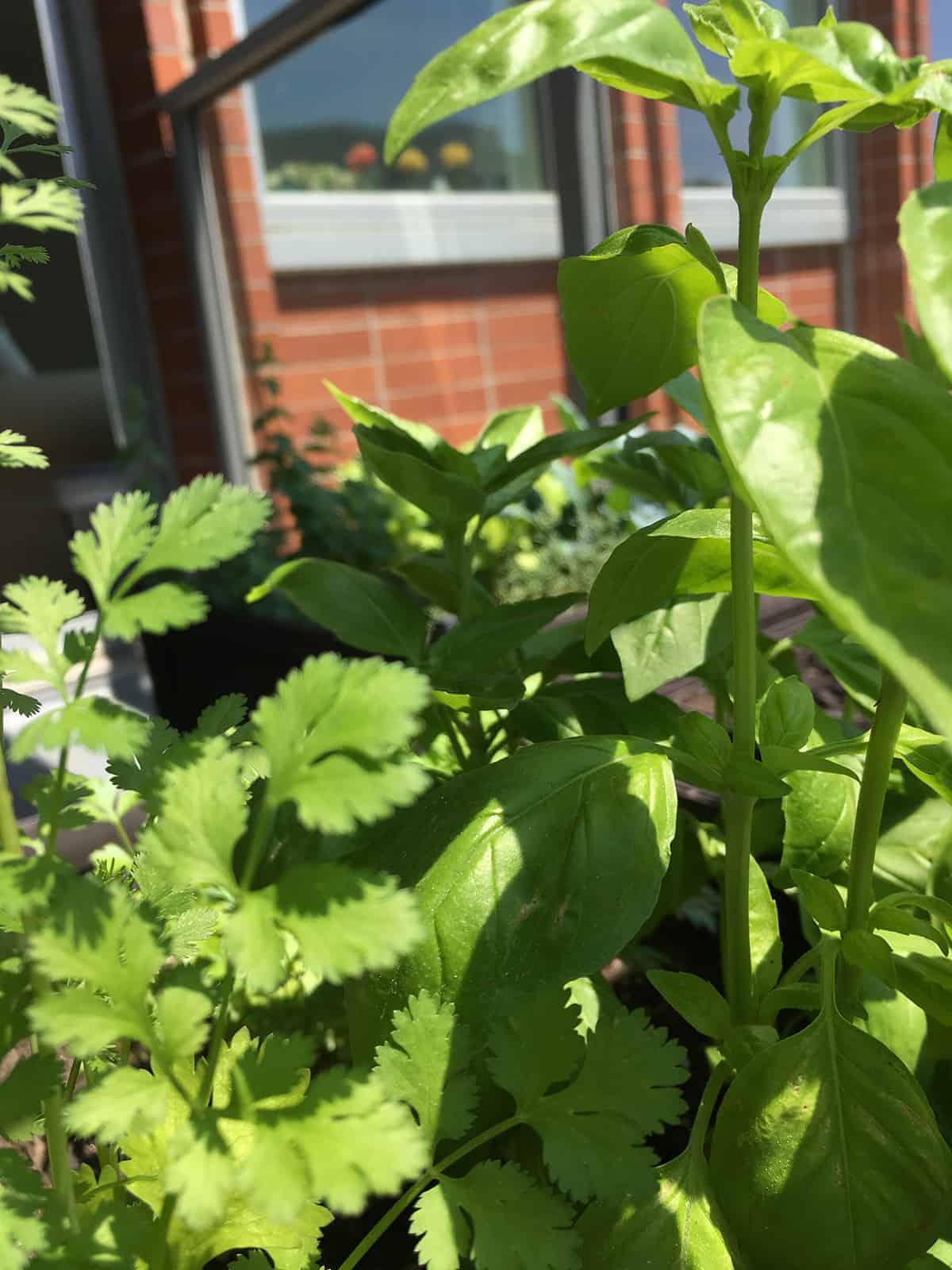 Basil and cilantro growing in a balcony garden box