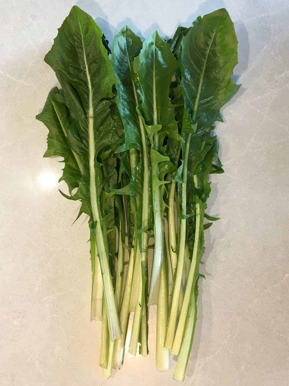 Fresh bunch of dandelion greens on a light grey marble countertop